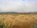 thn_Steward Island 015.jpg